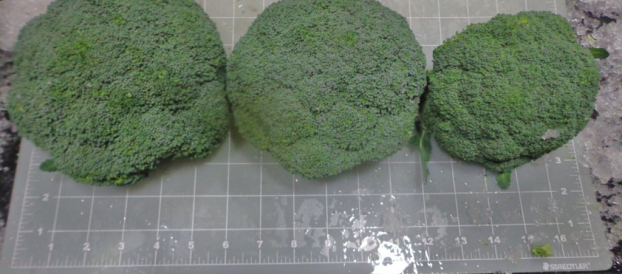 Iceless Broccoli Crowns