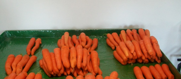 Agrobastan Carrots