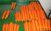 Agrobastan Carrots